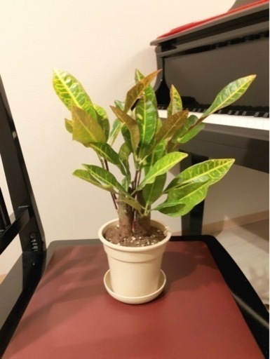 ご成約済み 観葉植物クロトン アケボノ2株セット34cmナチュラルカラーの3 5号鉢と受け皿付き Shun植物と暮らす 小竹向原の家庭用品 ガーデニング の中古あげます 譲ります ジモティーで不用品の処分