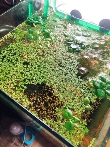 ウキクサ水質浄化に 金魚メダカ熱帯魚水草ビオトープ ねずみのしもべ 真駒内のその他の中古あげます 譲ります ジモティーで不用品の処分