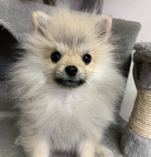 ポメ子犬女の子里親募集中 プリベ動物病院 運動公園前のポメラニアンの里親募集 ジモティー
