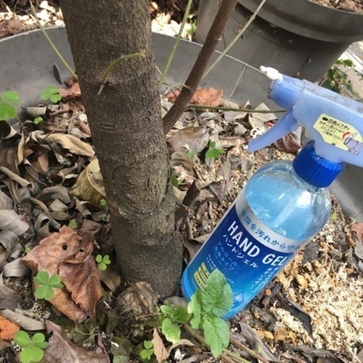 常緑ヤマボウシ　超特大　大きい鉢植え