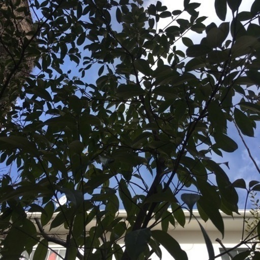 常緑ヤマボウシ　超特大　大きい鉢植え