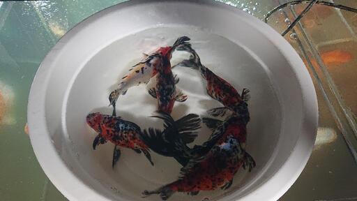 水槽で綺麗な金魚を 山の中の小さな金魚屋 多久のその他の中古あげます 譲ります ジモティーで不用品の処分