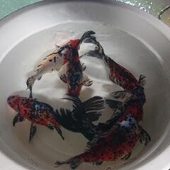 水槽で綺麗な金魚を🤗