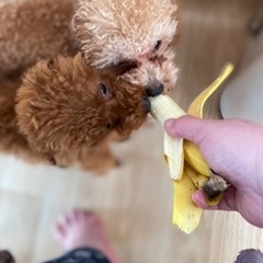 トイプードルのカットのお手伝い募集