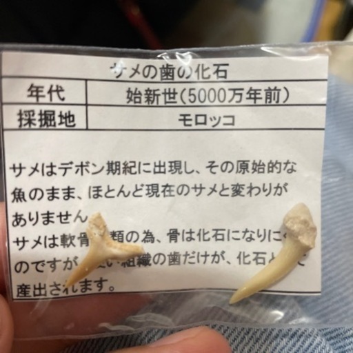 サメの歯化石 ハンドメイド、コレクション等に www.mataangin.co.id