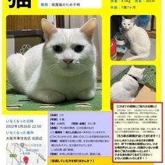 【大阪/迷子猫】リードが付いた白ネコ