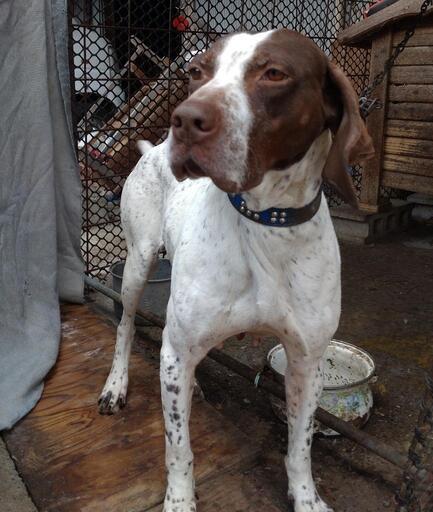 ありがとうございます 里親様決まりました 狩猟犬引退 家庭犬としての幸せを 猟犬血統書付きポインターの女の子 なみへい 阿波の犬 の里親募集 ジモティー