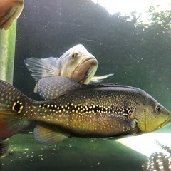 キクラオセラリス2、メラニアエ 熱帯魚