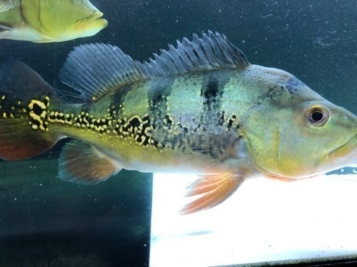 楽天 キクラオセラリス2、メラニアエ 熱帯魚 その他
