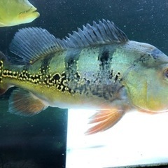 キクラオセラリス2、メラニアエ 熱帯魚