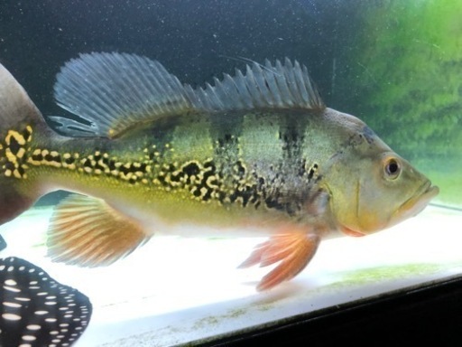 キクラオセラリス2、メラニアエ 熱帯魚