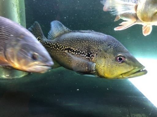 キクラオセラリス2、メラニアエ　　熱帯魚