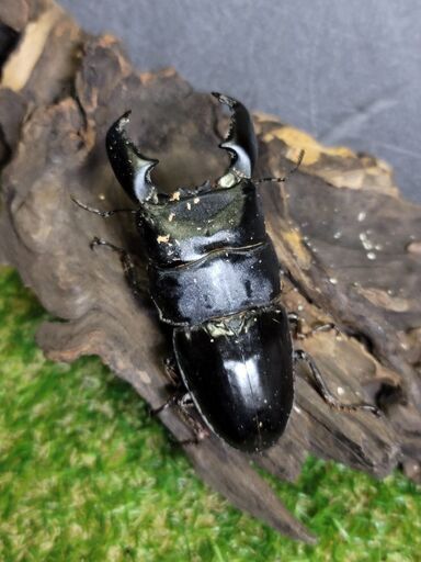 引退 クワガタ色々詰め合わせ福箱 第三段！