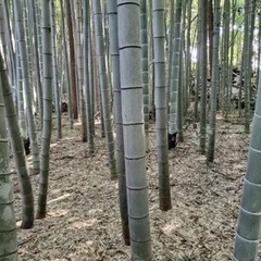 🎍継続募集中🎍竹林整備🎍タケノコもご自由にどうぞ！！