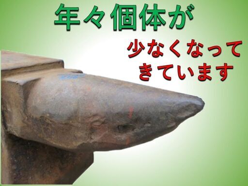 アンビル 】角床 鍛造品 665×150×H310 120キロ 金床 ツノ付き