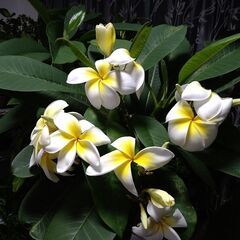 プルメリ開花中　大株　２月１９日写真更新