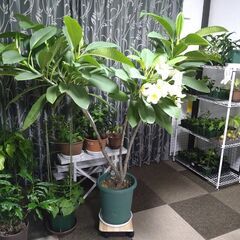 プルメリ開花中 大株 2月19日写真更新