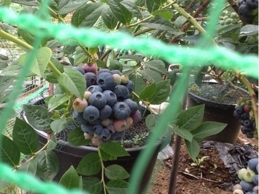 ブルーベリー苗収穫可能 オオスズメバチ 和泉のその他の中古あげます 譲ります ジモティーで不用品の処分