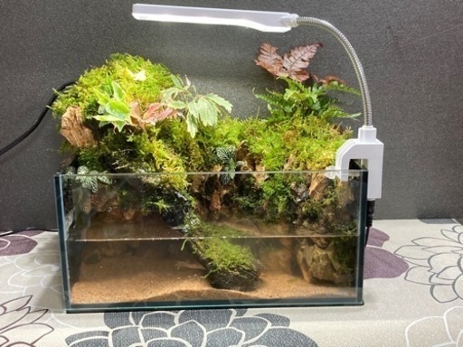 ★☆杜のメダカ☆★熱帯魚飼育にオススメ！！コケリウム・テラリウム完成品★ガラスの水景！ライト付き ★