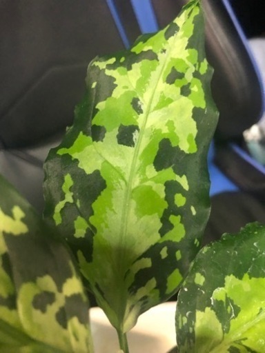 アグラオネマ ピクタム インドネシア産