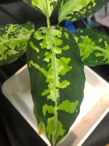 アグラオネマ ピクタム インドネシア産 アグラオネマ ピクタム インドネシア産