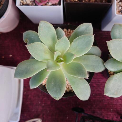 多肉植物ファンクイーン 翔ママ マスク必須 てだこ浦西のその他の中古あげます 譲ります ジモティーで不用品の処分