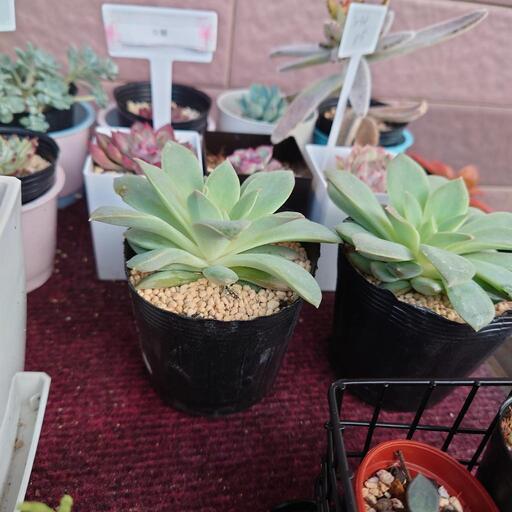 多肉植物ファンクイーン 翔ママ マスク必須 てだこ浦西のその他の中古あげます 譲ります ジモティーで不用品の処分