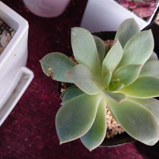 多肉植物ファンクイーン 翔ママ マスク必須 てだこ浦西のその他の中古あげます 譲ります ジモティーで不用品の処分