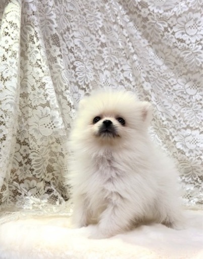 小型犬ブリーダー ダックス チワワ プードル Pwan 相武台前の犬の無料広告 無料掲載の掲示板 ジモティー
