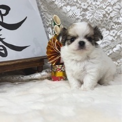 小型犬ブリーダー♡ダックス、チワワ、柴犬 − 神奈川県