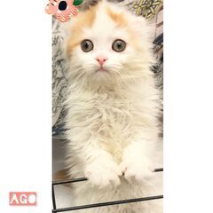 ハンディのある子猫ちゃんたちスコティッシュ●●アゴはネコでお世話...