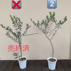 中古オリーブの木 その他が無料 格安で買える ジモティー