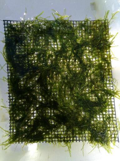 ウィローモスの一種 日本での繁殖可能です 30 Cm 水槽水草 水槽に じゅん 矢部のその他の中古あげます 譲ります ジモティーで不用品の処分