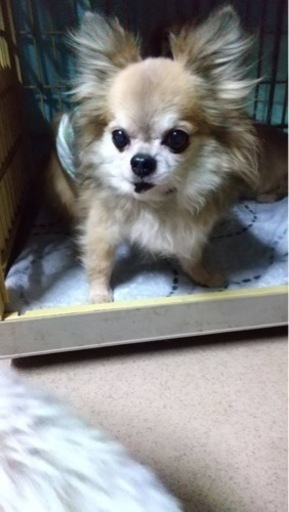 老犬のチワワのロングの男の子の里親募集します リスザルのモモ 伊勢崎のチワワの里親募集 ジモティー 老犬のチワワのロングの男の子の里親募集します リスザルのモモ 伊勢崎のチワワの里親募集 ジモティー