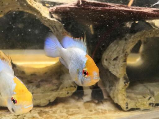 ブルーダイヤモンド コバルトブルー ラミレジィ300円熱帯魚 コリドラス 貴志のその他の中古あげます 譲ります ジモティーで不用品の処分