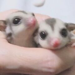 可愛いフクロモモンガベビーラッシュ到来 ゴエモン事務局 元山のその他のペットの無料広告 無料掲載の掲示板 ジモティー