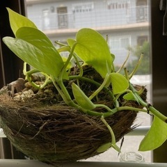 ライムポトス　椰子の実　観葉植物