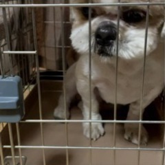 2歳シーズー犬♂です 里親募集しています - 甲府市