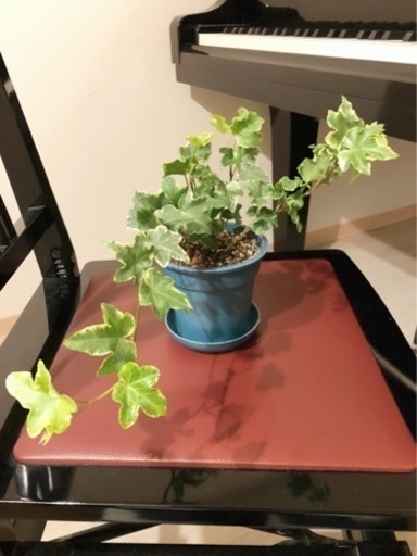 観葉植物　へデラヘリックス・セシリア②　ブルーカラーの3.5号の鉢と受け皿付き