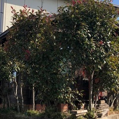 レッドロビン(ベニカナメモチ)  庭木 垣根 生垣 薪