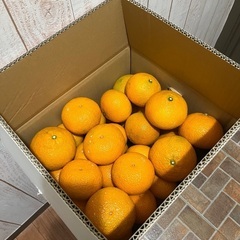 スイート(柑橘)10kg