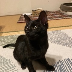 凄く人懐こくてスリスリ可愛い黒猫ちゃんの里親募集します。