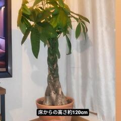 (お話中)IKEA パキラ　観葉植物　120cm