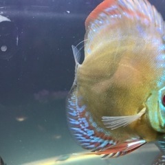 ディスカス ワイルドクロス イナヌ産