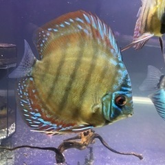 ディスカス　ワイルドクロス イナヌ産 ディスカス ワイルドクロス イナヌ産