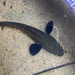 スネークヘッド　マルリオイデス