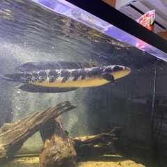 スネークヘッド　マルリオイデス