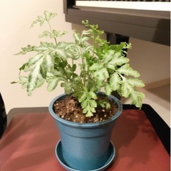 観葉植物　プテリス　24cm　ブルーカラーの3.5号の鉢と受け皿付き