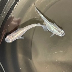 中古魔王が無料 格安で買える ジモティー