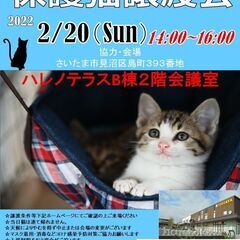 2/20(日）ハレノテラス保護猫譲渡会